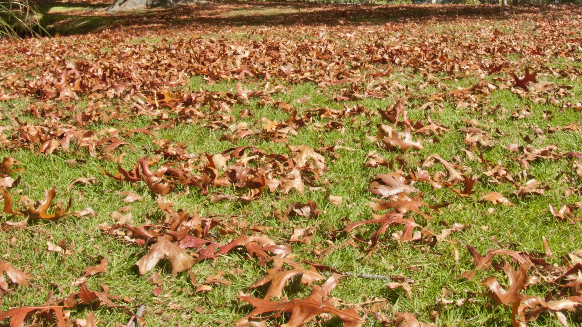 Will Leaves That Sit On Your Lawn Over Winter Actually Harm It?