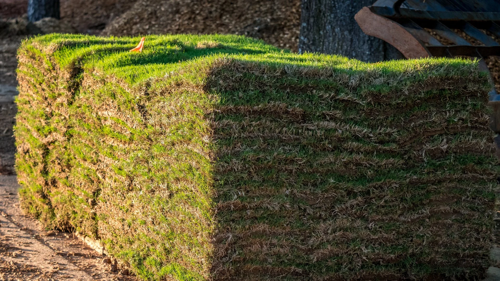 Close-up of wet grass in a lawn in Groton, CT