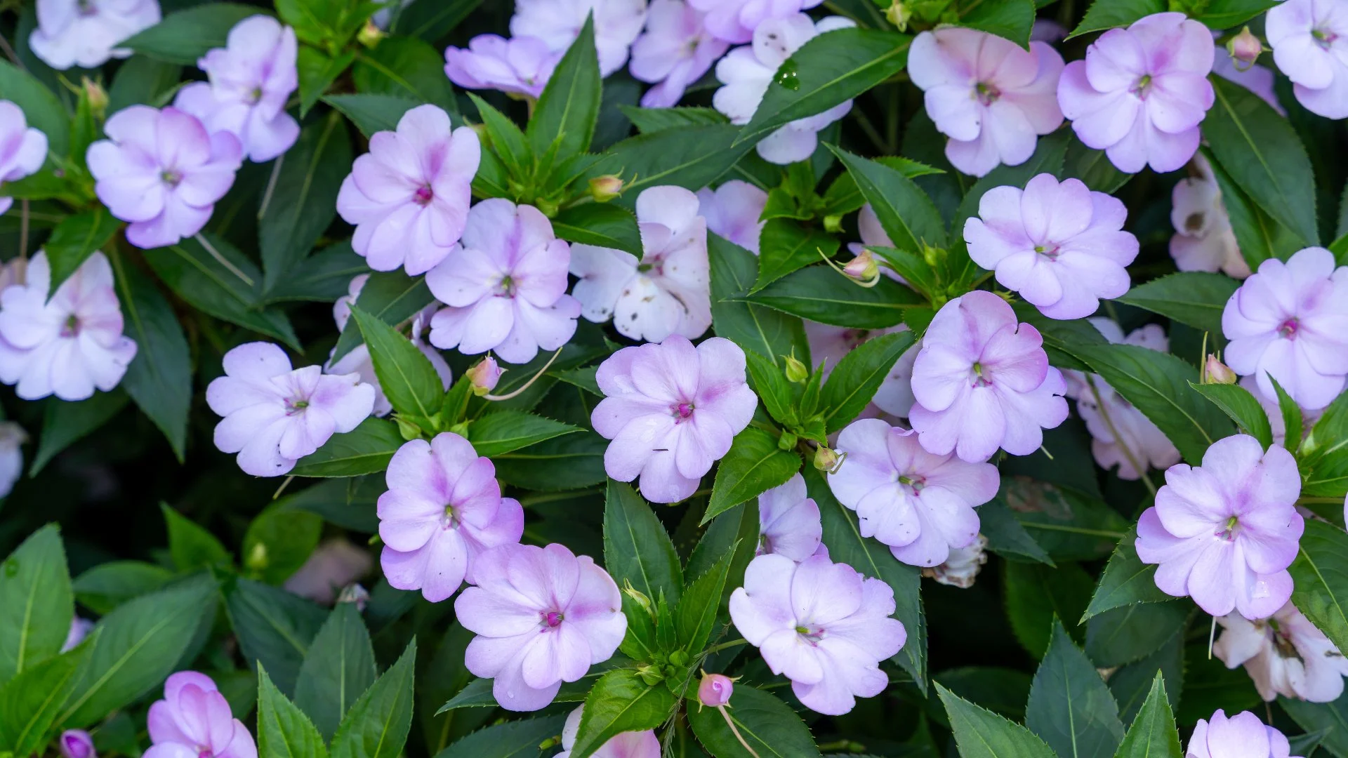 Close-up of wet grass in a lawn in Groton, CT