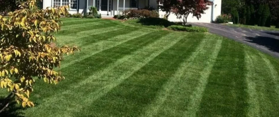 Lawn in Groton, CT, with mowing stripes.