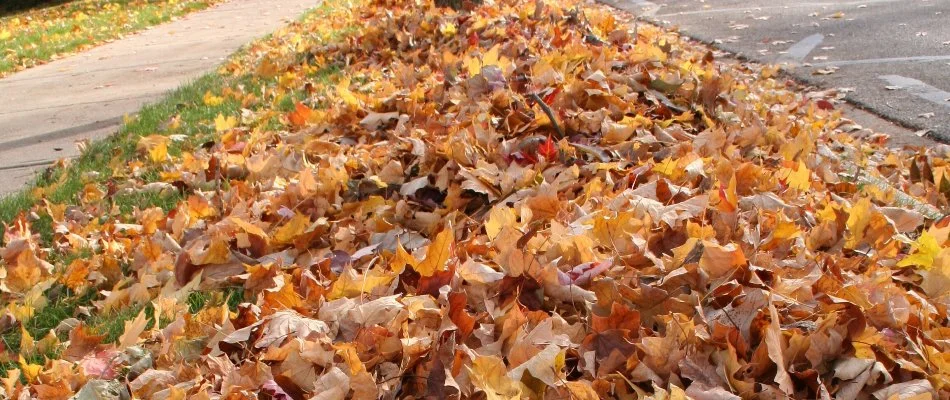 Leaves covering grass in Groton, CT.