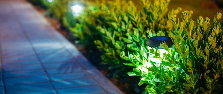 Border plants with LED lighting in Groton, CT.