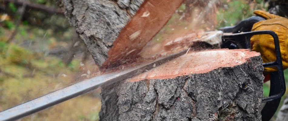 Neatly trimmed shrubs in a mulched bed in Groton, CT.