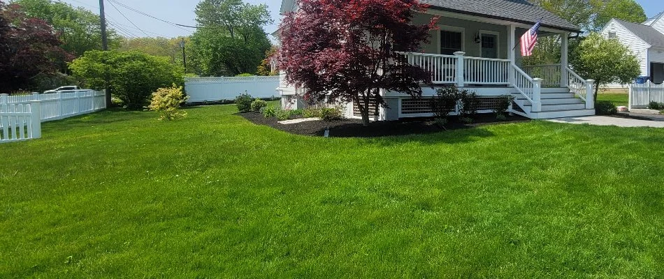 Dense grass and landscape in Ledyard, CT, with trees and plants.