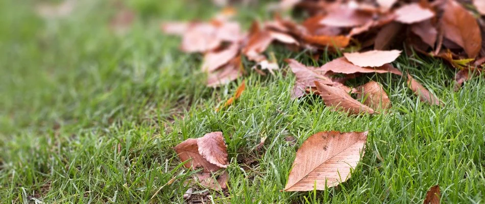 Dry leaves on a lawn in Groton, CT.