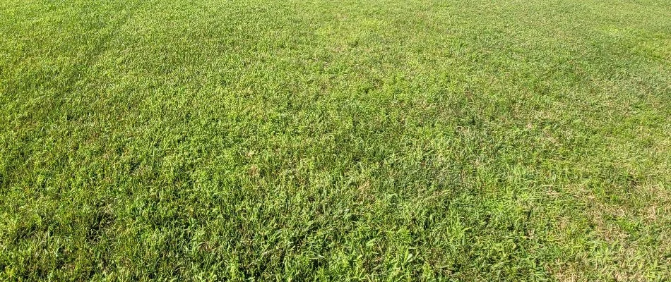 Healthy green grass in Groton, CT.