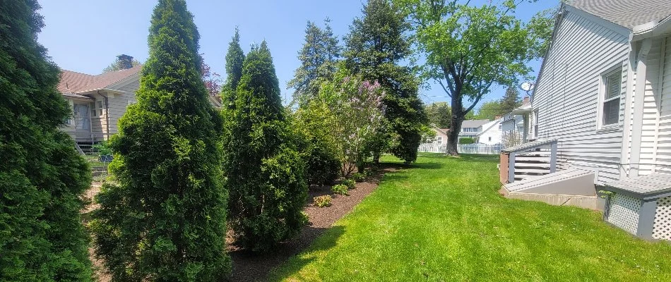 Large evergreen shrubs and trees in a yard in Groton, CT.