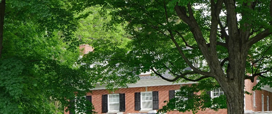Large trees with a brick house in back in Groton, CT.
