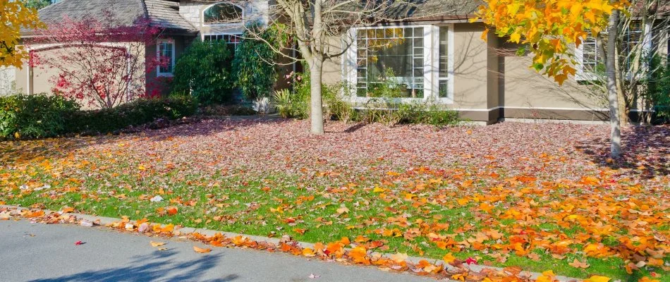 Lawn in Groton, CT, covered in leaves.