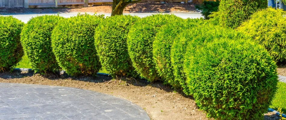 Lush, trimmed shrubs in Stonington, CT.