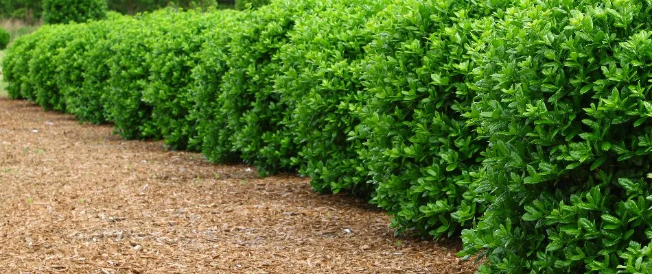 Neatly trimmed shrubs in a mulched bed in Groton, CT.