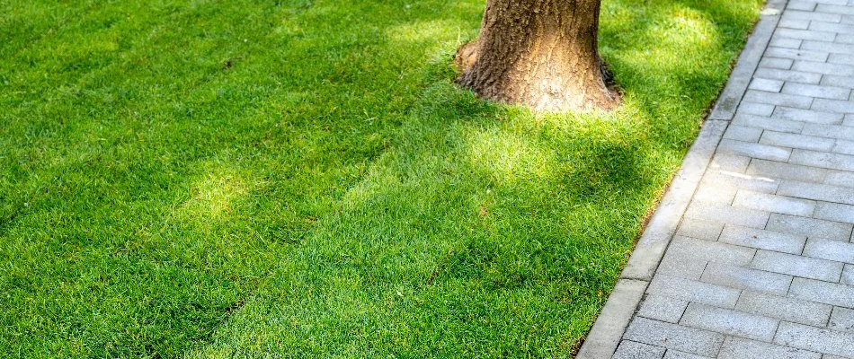 Newly installed sod in Groton, CT.