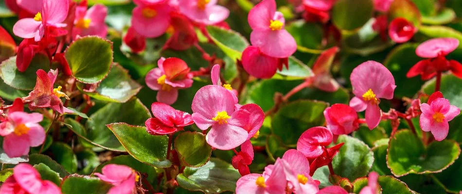 Annual flowers in a landscape bed in Groton, CT.