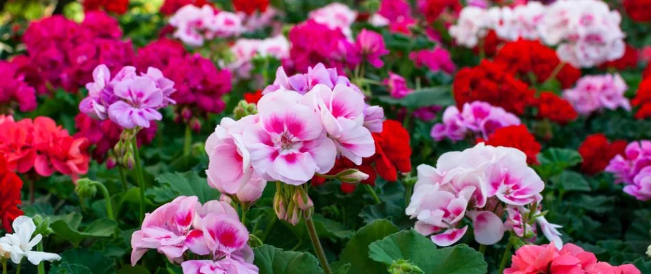 Landscape in Groton, CT, with colorful flowers.