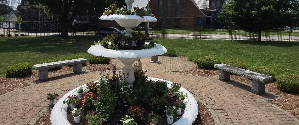 Seedlings growing in a new lawn in Groton, CT.