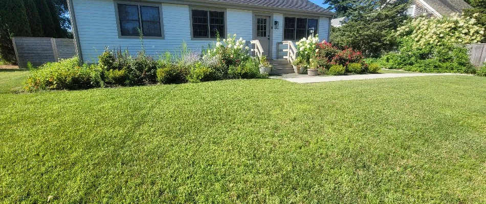 Plants and flowers on a green lawn in Groton, CT.