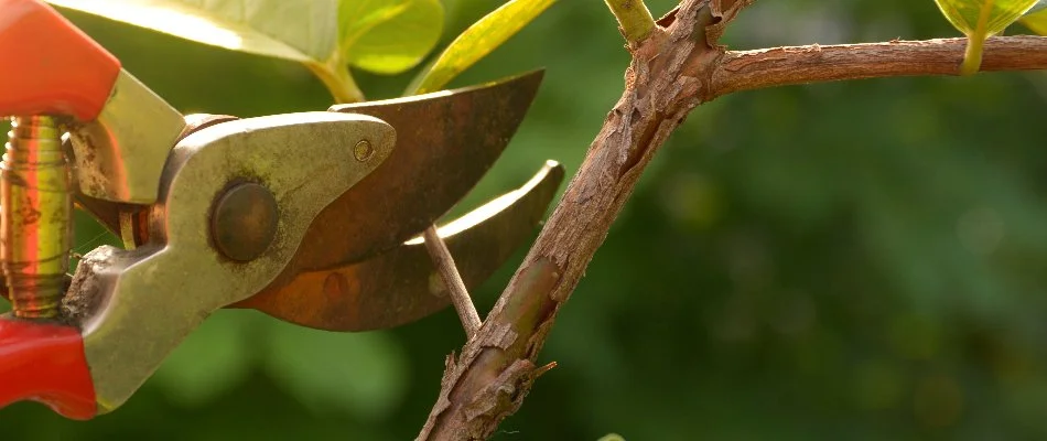 Pruning a tree branch in Groton, CT.