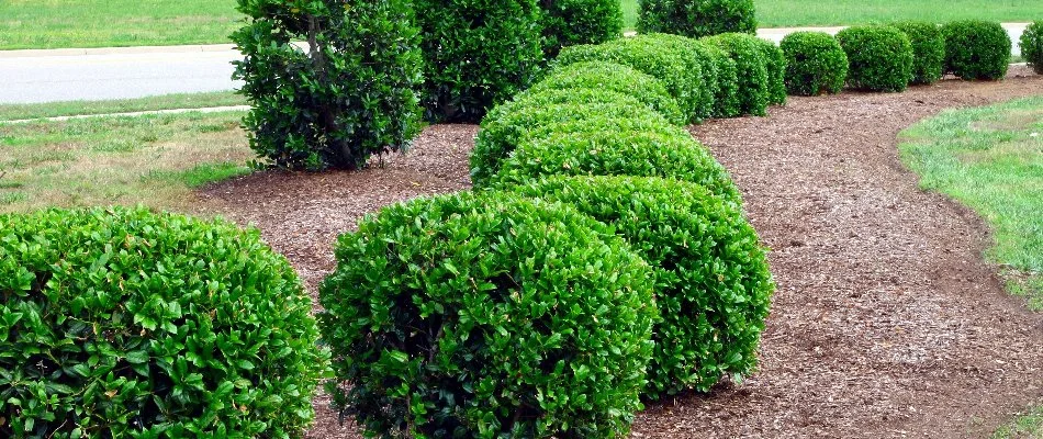 Row of neat shrubs on a landscape in Norwich, CT.