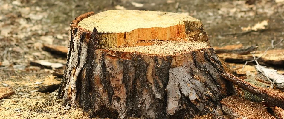 Stump after tree removal in Groton, CT.