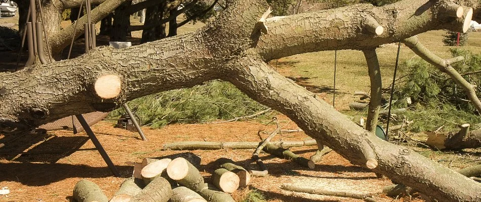 Tree in Groton, CT, after cutting it down.