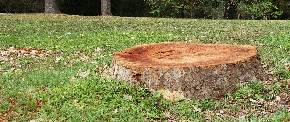 Tree stump on a lawn in Groton, CT.
