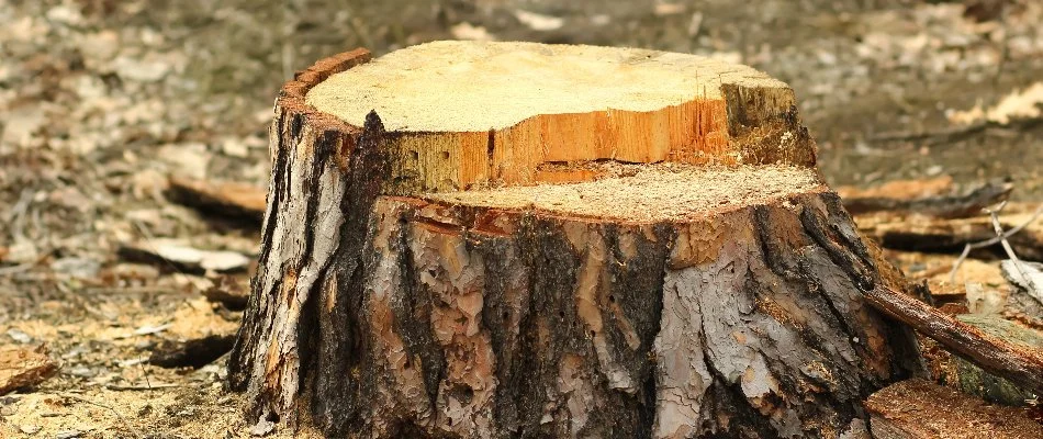 Tree stump in Groton, CT.