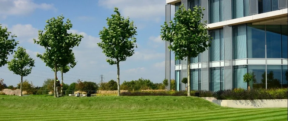 Trees outside a building in Norwich, CT.